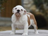 Chiot mâle Bulldog Anglais fauve et blanc LOF à vendre