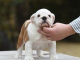 Chiot mâle Bulldog Anglais fauve et blanc LOF à vendre