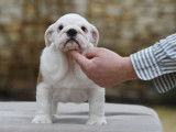 Chiot mâle Bulldog Anglais fauve et blanc LOF à vendre