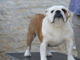 Chiot mâle Bulldog Anglais fauve et blanc LOF à vendre