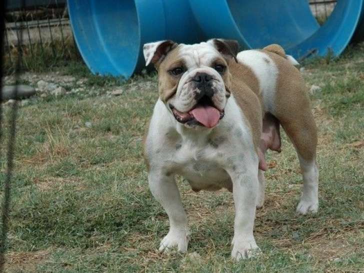 Chienne Bulldog Anglais fauve LOF de 2 ans et demi à vendre