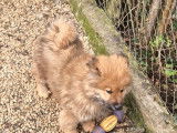 2 chiots mâles Eurasiers LOF à vendre