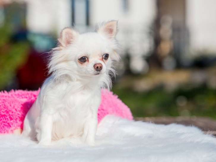 Chienne Chihuahua LOF de 7 ans à vendre