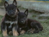 10 chiots Bergers Allemands LOF au pelage fauve et noir à vendre