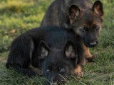 10 chiots Bergers Allemands LOF au pelage fauve et noir à vendre