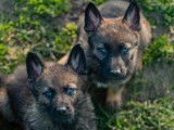 10 chiots Bergers Allemands LOF au pelage fauve et noir à vendre