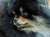 Chien Spitz Nain LOF noir et feu disponible pour saillie