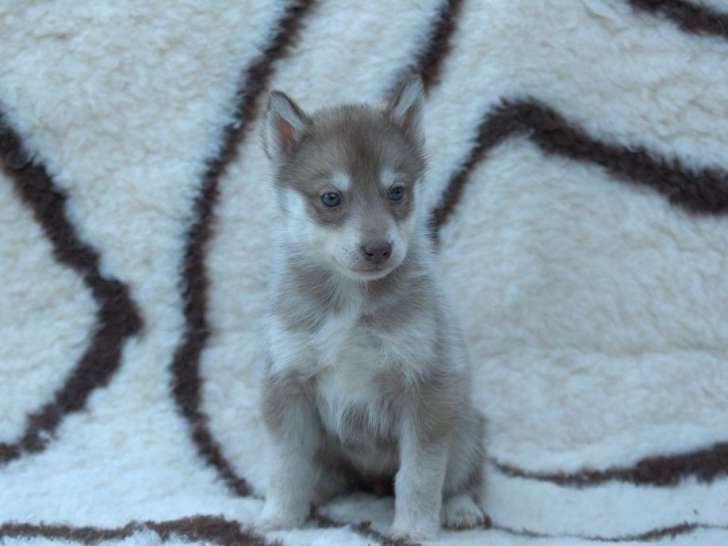 5 chiots Huskies Sibériens LOF à vendre