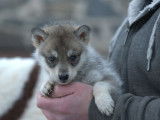 5 chiots Huskies Sibériens LOF à vendre