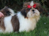 Chiot femelle Shih Tzu fauve et blanc LOF à vendre
