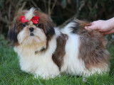 Chiot femelle Shih Tzu fauve et blanc LOF à vendre