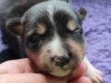 5 chiots Border Collies LOF à réserver