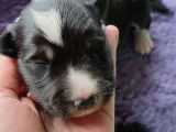 5 chiots Border Collies LOF à réserver