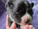 5 chiots Border Collies LOF à réserver