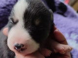 5 chiots Border Collies LOF à réserver