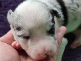 5 chiots Border Collies LOF à réserver