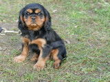 Un chiot femelle Cavalier King Charles noir et feu LOF à vendre