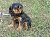 Un chiot femelle Cavalier King Charles noir et feu LOF à vendre