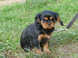 Un chiot femelle Cavalier King Charles noir et feu LOF à vendre