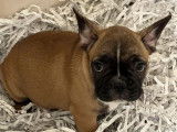Un chiot Bouledogue Français fauve LOF disponible à la vente