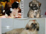 Des chiots Shih Tzu à réserver (LOF)