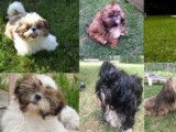 Des chiots Shih Tzu à réserver (LOF)