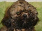 Des chiots Shih Tzu à réserver (LOF)
