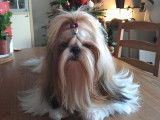 Des chiots Shih Tzu à réserver (LOF)