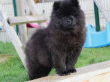Vente d'un chiot mâle Chow-Chow noir (LOF)