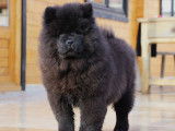 Vente d'un chiot mâle Chow-Chow noir (LOF)