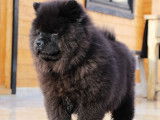 Vente d'un chiot mâle Chow-Chow noir (LOF)