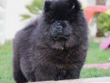 Vente d'un chiot mâle Chow-Chow noir (LOF)