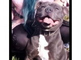 Chien Staffy LOF de 4 ans disponible pour une saillie
