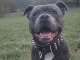 Chien Staffy LOF de 4 ans disponible pour une saillie