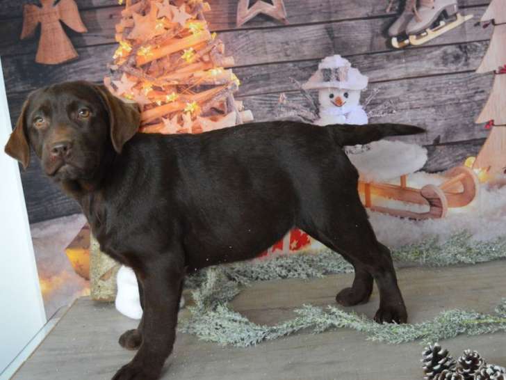 8 chiots Labrador Retrievers LOF à vendre