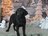 8 chiots Labrador Retrievers LOF &agrave; vendre