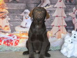 8 chiots Labrador Retrievers LOF &agrave; vendre