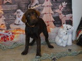 8 chiots Labrador Retrievers LOF &agrave; vendre