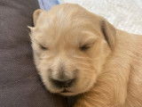 Chiot Golden Retriever LOF à vendre