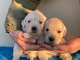 5 chiots Golden Retrievers à la réservation (LOF)