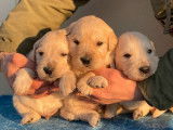 5 chiots Golden Retrievers à la réservation (LOF)