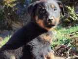 À réserver : 2 chiots femelles Beaucerons noirs et feu (LOF)