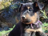 À réserver : 2 chiots femelles Beaucerons noirs et feu (LOF)