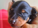 Chiots de race Pinscher Nain à vendre (2 femelles & 2 mâles)