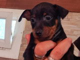 Chiots de race Pinscher Nain à vendre (2 femelles & 2 mâles)