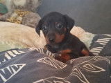 Chiots de race Pinscher Nain à vendre (2 femelles & 2 mâles)