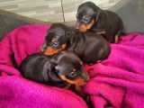 Chiots de race Pinscher Nain à vendre (2 femelles & 2 mâles)