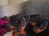 Chiots de race Pinscher Nain à vendre (2 femelles & 2 mâles)