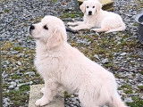 Des chiots Golden Retrievers LOF disponibles