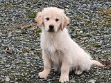 Des chiots Golden Retrievers LOF disponibles